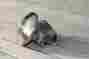 3-month Inch Plug Masoneilan Dresser 3 For Camflex Valve New No Box Warranty